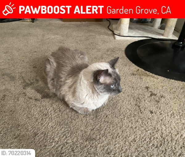 Lost Male Cat last seen Near Haster St., Arroyo Vista apmts, Garden Grove, CA 92840