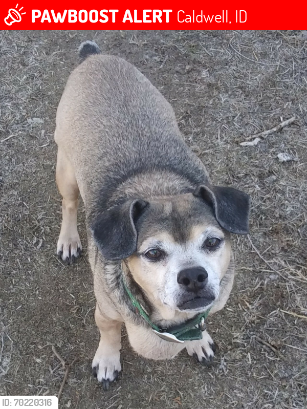 Lost Male Dog last seen Beech St and Florida ave caldwell id, Caldwell, ID 83607