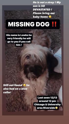 Lost Male Dog last seen University n Chicago , Riverside, CA 92507