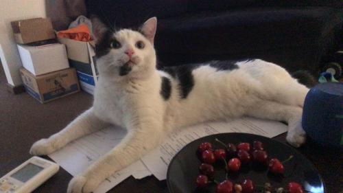 Lost Male Cat last seen Eildon court meadow heights , Meadow Heights, VIC 3048