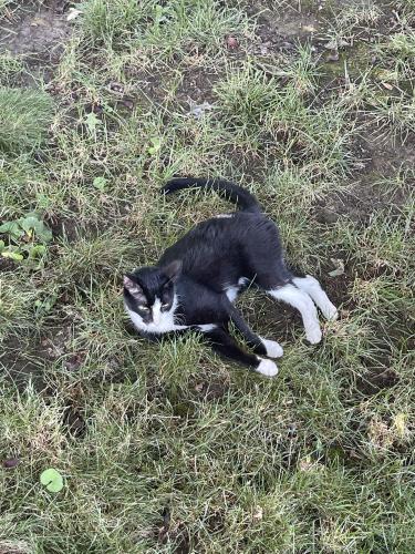 Lost Male Cat last seen Apache st, Westerville, OH 43081