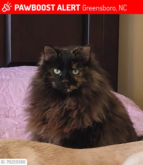 Lost Female Cat last seen Bearhollow Rd, backing up to Pinetop Tennis courts., Greensboro, NC 27410