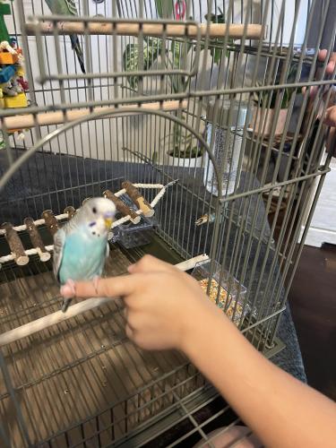 Lost Male Bird last seen Smoky hill and Buckley , Aurora, CO 80015