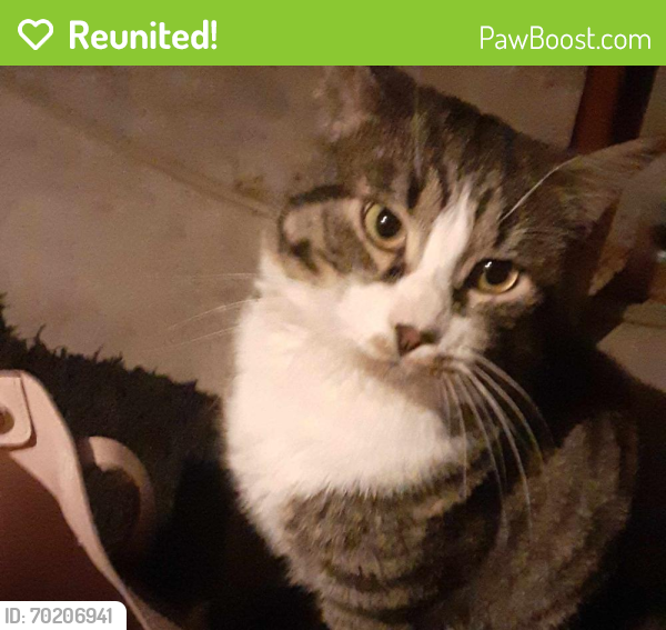 Reunited Male Cat last seen Blank park zoo, Des Moines, IA 50315