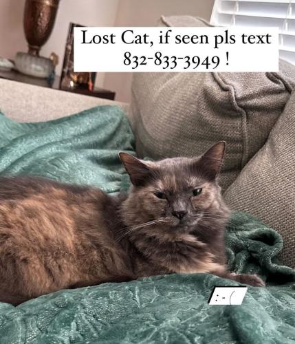 Lost Female Cat last seen Applewood forest dr, Katy/Texas, Westheimer Lakes North, TX 77494