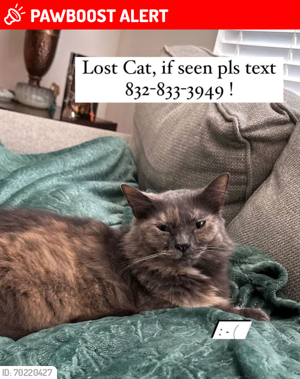 Lost Female Cat last seen Applewood forest dr, Katy/Texas, Westheimer Lakes North, TX 77494
