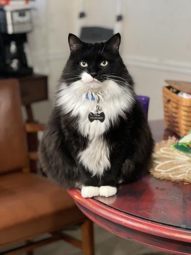 Lost Male Cat last seen Westchester pike, Montrose Ave , Upper Darby, PA 19082