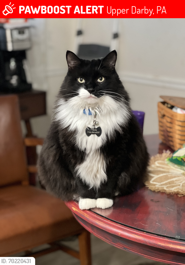 Lost Male Cat last seen Westchester pike, Montrose Ave , Upper Darby, PA 19082