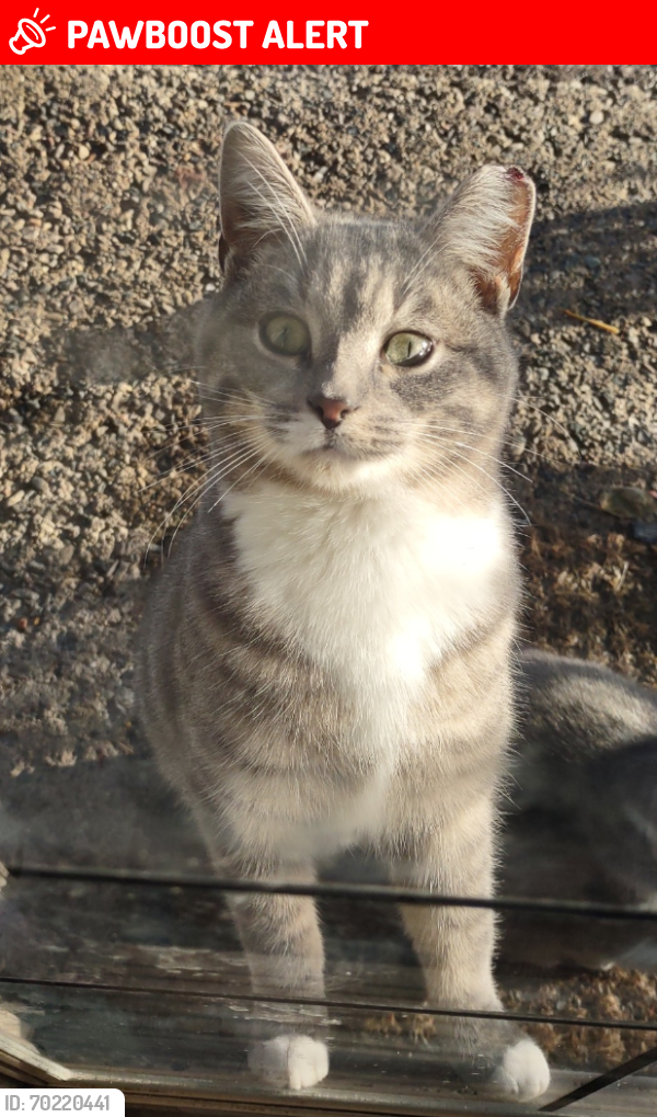 Lost Male Cat last seen Duck lake and jackson, Highland Charter Township, MI 48356