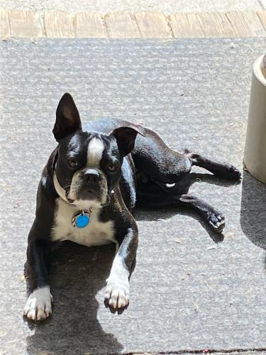 Lost Male Dog last seen Fiona and Legend oaks drive , Fountain, CO 80817