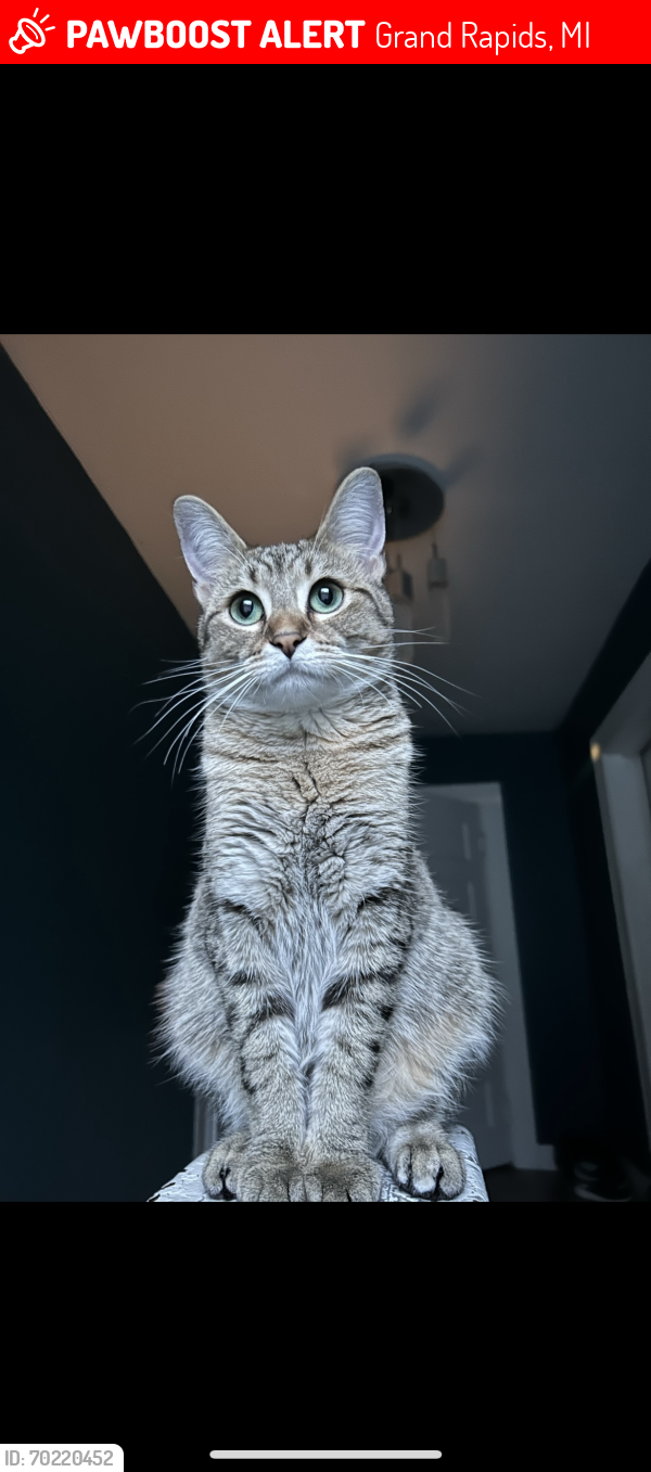 Lost Female Cat last seen Oxford , Grand Rapids, MI 49503