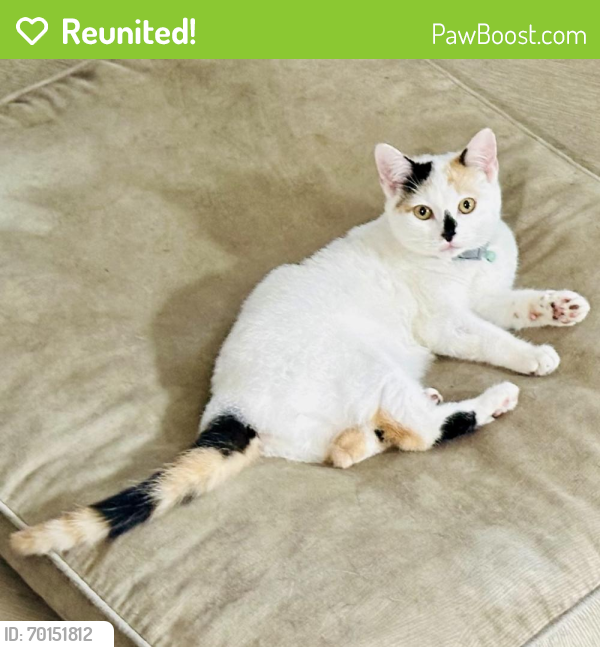 Reunited Female Cat last seen Carleton Ave and Duffy Ct, Central Islip, NY 11722