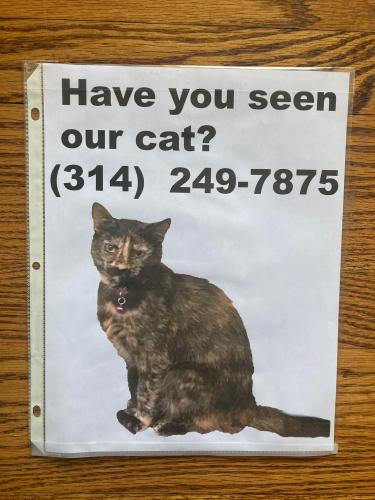 Lost Female Cat last seen Mattis Rd, St. Louis, MO 63128