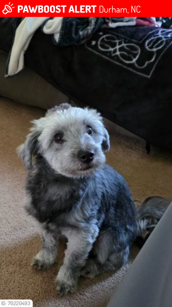 Lost Male Dog last seen Old page road  / 40 going to Miami Blvd , Durham, NC 27703