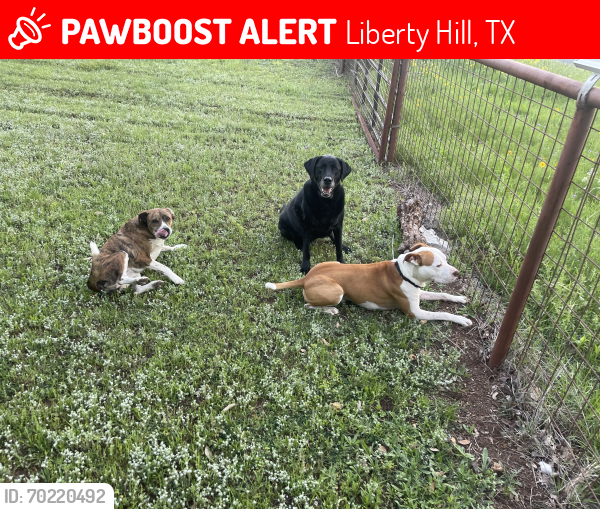 Lost Male Dog last seen Remuda Liberty Hill Texas 78642, Liberty Hill, TX 78642