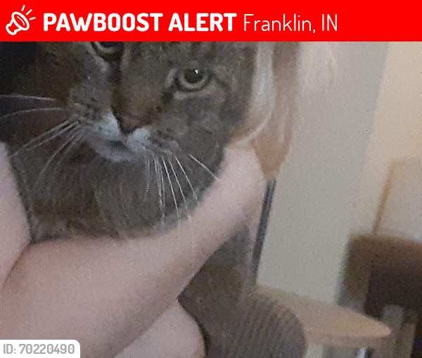 Lost Male Cat last seen Ravine Drive and Bridlewood Drive,  Franklin IN, Franklin, IN 46131