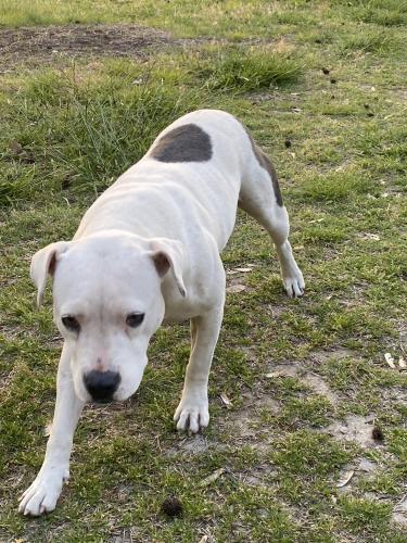 Found/Stray Female Dog last seen 3rd and 205th, Catoosa, OK 74108