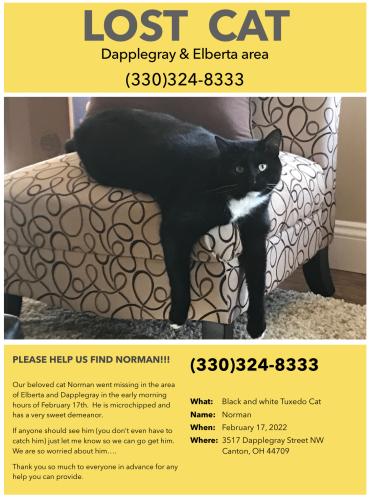 Lost Male Cat last seen Dapplegray St NW and ELBERTA, Canton, OH 44709