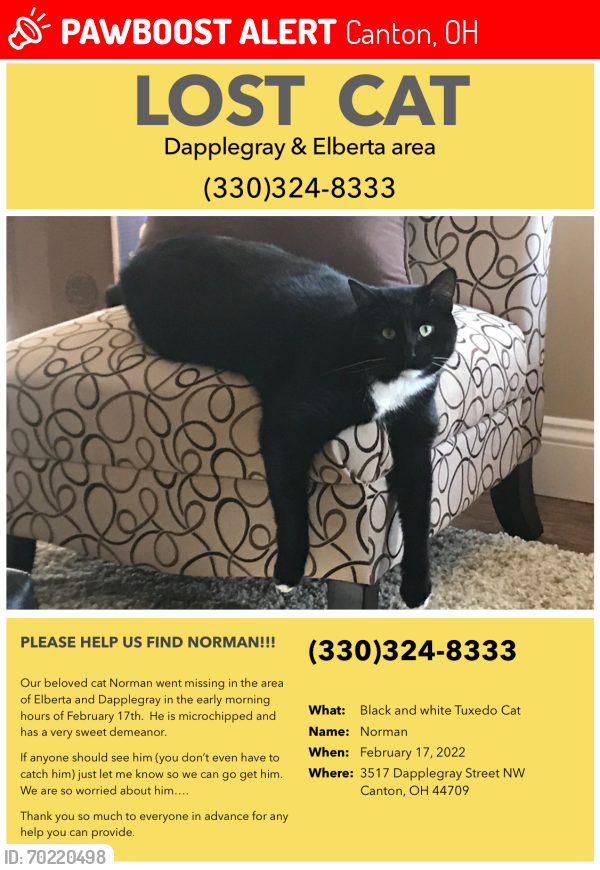 Lost Male Cat last seen Dapplegray St NW and ELBERTA, Canton, OH 44709