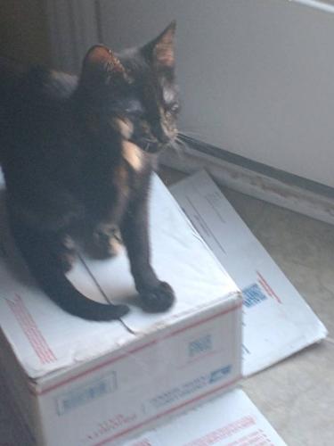 Lost Female Cat last seen Ravine Drive and Bridlewood Drive,  Franklin IN, Franklin, IN 46131