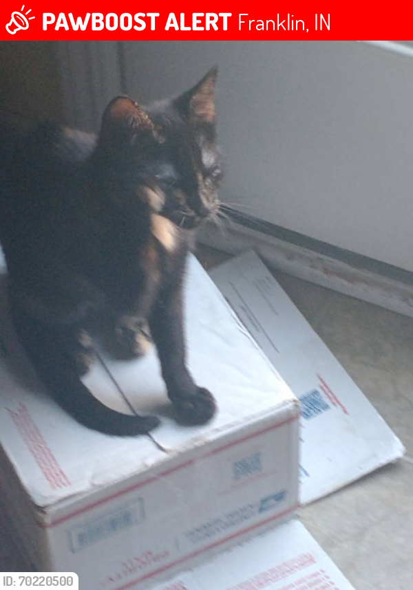 Lost Female Cat last seen Ravine Drive and Bridlewood Drive,  Franklin IN, Franklin, IN 46131