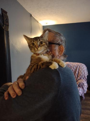 Lost Female Cat last seen Akron City hosp , Akron, OH 44305