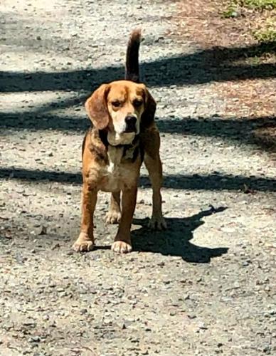 Lost Female Dog last seen Gwyn road , Burlington, NC 27217