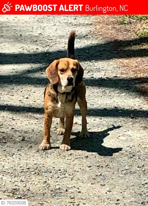 Lost Female Dog last seen Gwyn road , Burlington, NC 27217