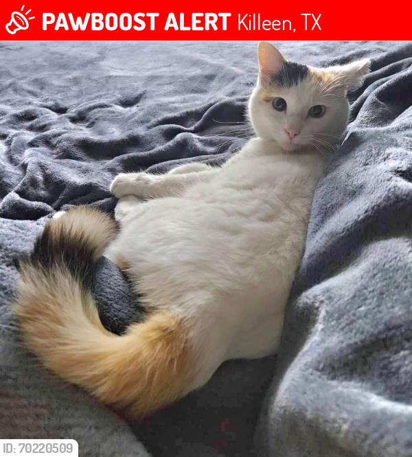 Lost Female Cat last seen Hackberry and Hickory, Killeen, TX 76543