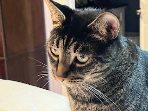 Lost Male Cat last seen School & Linder, Chicago, IL 60641