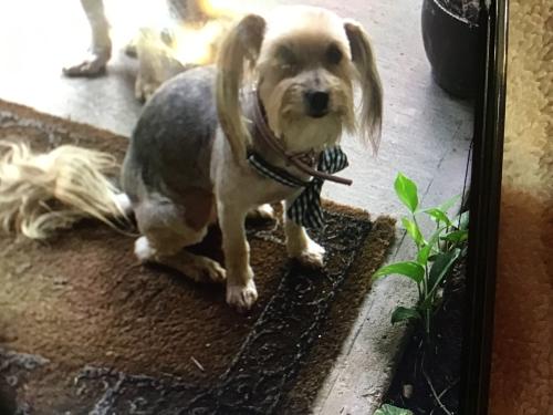 Lost Female Dog last seen Post oak , Houston, TX 77053