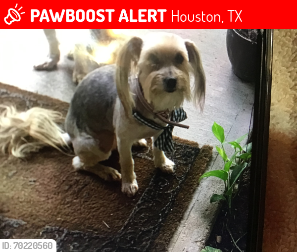 Lost Female Dog last seen Post oak , Houston, TX 77053