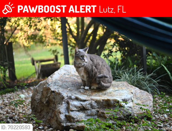 Lost Male Cat last seen Turtle Dr and Ballinger Rd, Lutz, FL 33548