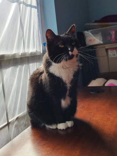 Lost Female Cat last seen The back of Bella Sera by Spring Terrace , Spring, TX 77379