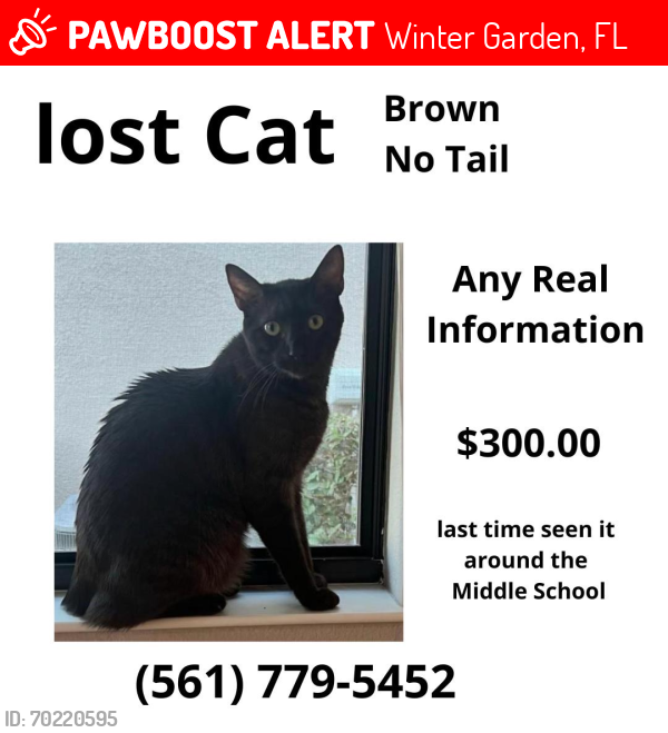 Lost Male Cat last seen Near mira valle lane winter garden 34787, Winter Garden, FL 34787