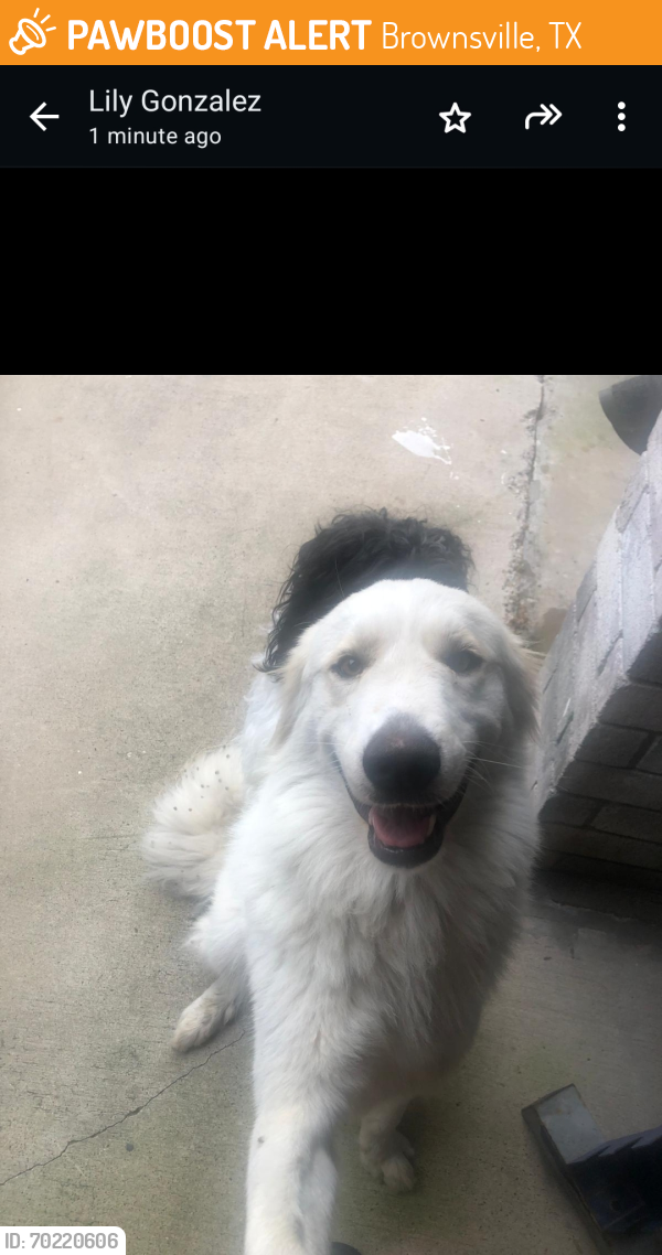 Found/Stray Male Dog last seen Austin Rd. And N Central Ave, Brownsville, TX 78520