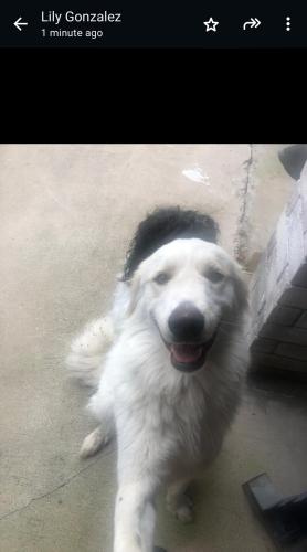 Found/Stray Male Dog last seen Austin Rd. And N Central Ave, Brownsville, TX 78520