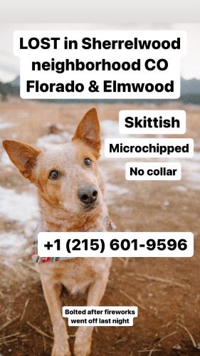 Lost Female Dog last seen Florado st & Elmwood lane, Denver, CO 80221