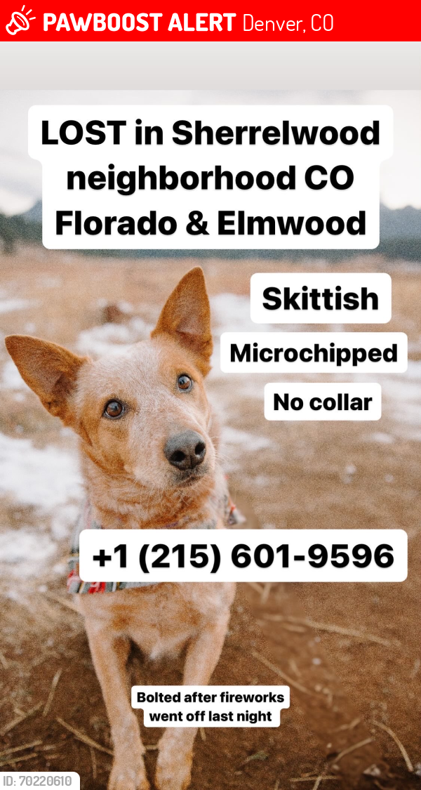 Lost Female Dog last seen Florado st & Elmwood lane, Denver, CO 80221