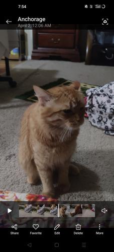 Lost Male Cat last seen Spc 79 . Pls if someone see . Help me to find them , Anchorage, AK 99504