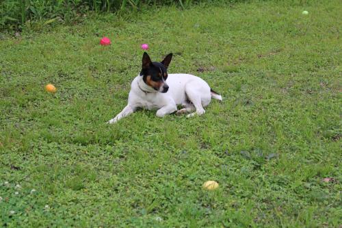 Lost Male Dog last seen Tierra Grande , Needville, TX 77461