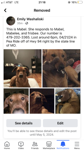 Lost Female Dog last seen Ozark Beverage gas station, Pea Ridge, AR 72751