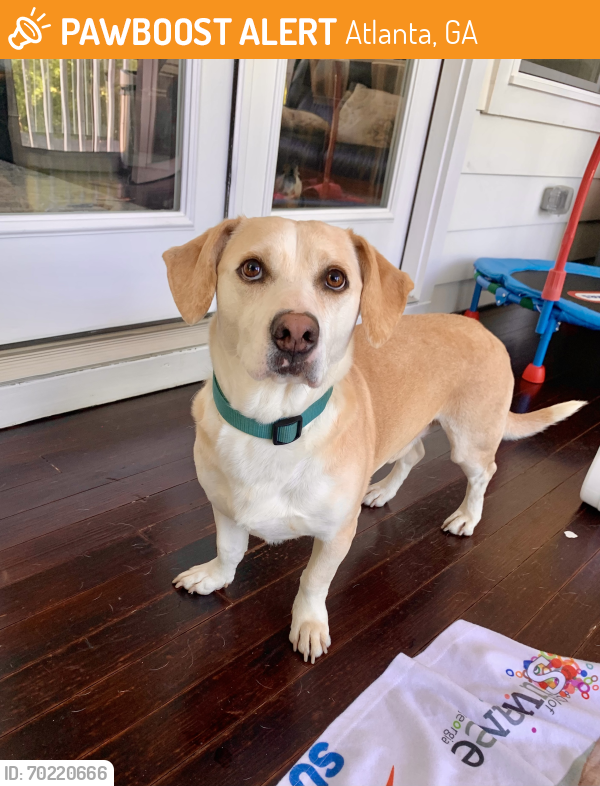 Surrendered Male Dog last seen Clairmont & Buford Highway in Brookhaven, Atlanta, GA 30319