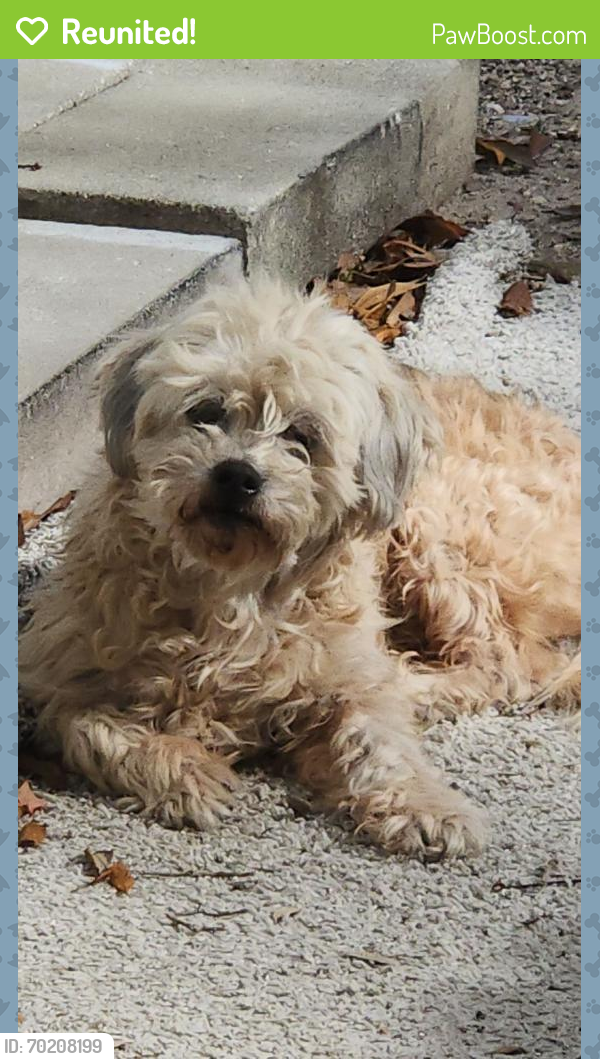 Reunited Male Dog last seen Choctaw Village Dr, Tampa, FL 33613, USA, Tampa, FL 33613