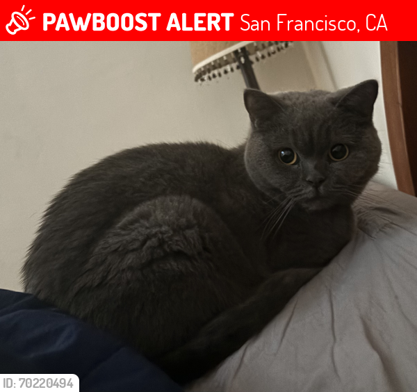 Lost Female Cat last seen Nob hill guesthouse, San Francisco, CA 94108