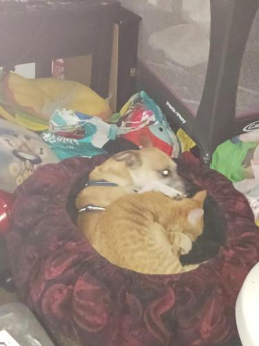 Lost Male Cat last seen Southern and Longmore, Mesa, AZ 85202