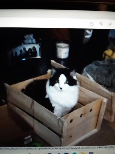 Lost Male Cat last seen Birch and Hayes St.  Taylor, Taylor, MI 48180