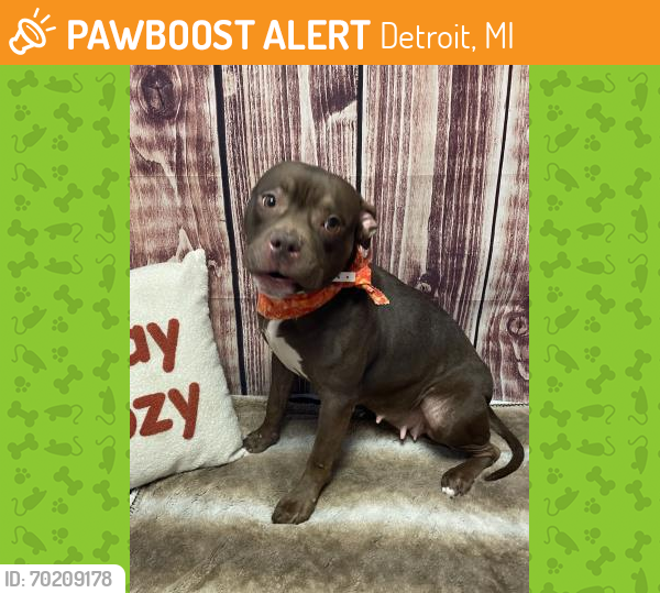 Shelter Stray Female Dog last seen Near BLOCK HAMBURG ST, DETROIT, MI 48205, Detroit, MI 48211