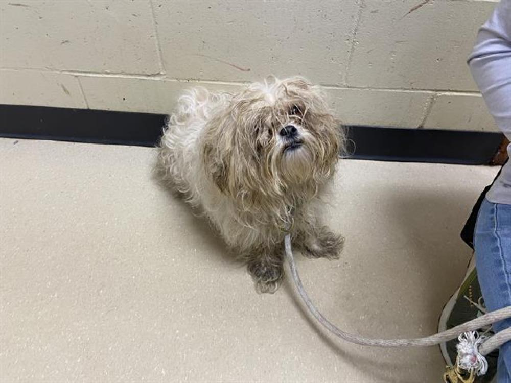 Shelter Stray Female Dog last seen N 114TH/ WEST MILL RD, West Milwaukee, WI 53215