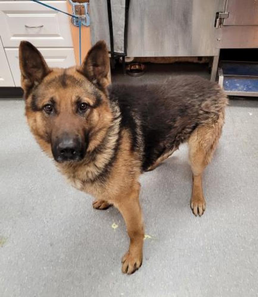 Shelter Stray Male Dog last seen LUCE/SHIELDS, DETROIT, MI 48212, Detroit, MI 48211